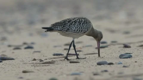 Bar-tailed Godwit, Limosa lapponica, bird feeding on the beach at low tide 動画素材 250208075