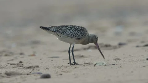 Bar-tailed Godwit, Limosa lapponica, bird feeding on the beach at low tide Stock Footage 250208076