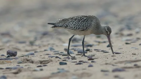 Bar-tailed Godwit, Limosa lapponica, bird feeding on the beach at low tide Stock Footage 250208152