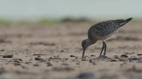 Bar-tailed Godwit, Limosa lapponica, bird feeding on the beach at low tide Stock Footage 250208264