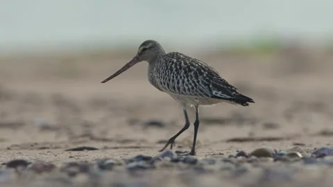 Bar-tailed Godwit, Limosa lapponica, bird feeding on the beach at low tide Stock Footage 250208274