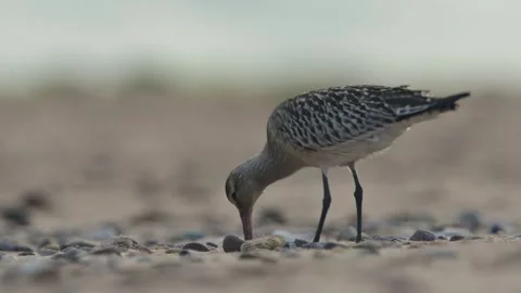 Bar-tailed Godwit, Limosa lapponica, bird feeding on the beach at low tide Stock Footage 250208325