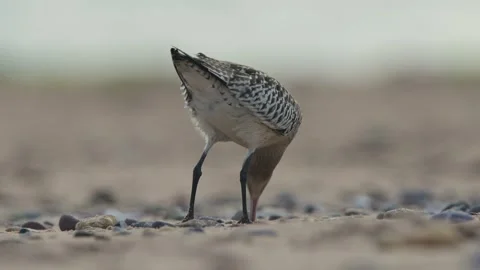 Bar-tailed Godwit, Limosa lapponica, bird feeding on the beach at low tide Stock Footage 250208340
