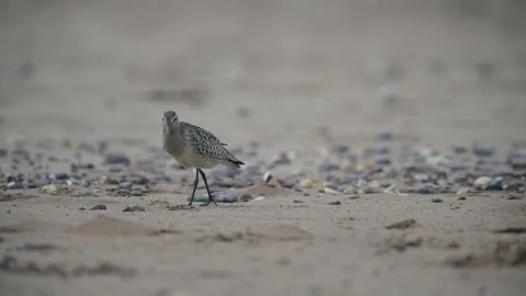 Bar-tailed Godwit, Limosa lapponica, bird feeding on the beach at low tide Stock Footage 250208416