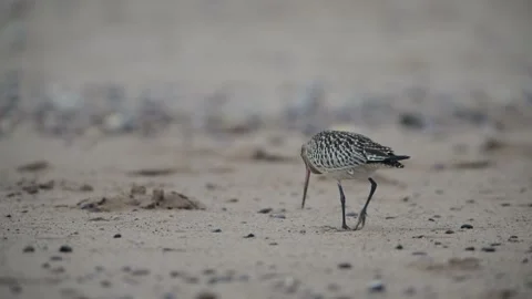 Bar-tailed Godwit, Limosa lapponica, bird feeding on the beach at low tide Stock Footage 250208418