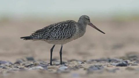 Bar-tailed Godwit, Limosa lapponica, bird feeding on the beach at low tide Stock Footage 250211455