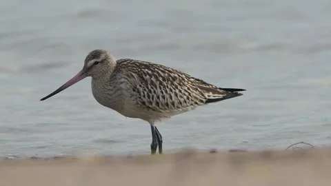 Bar-tailed Godwit, Limosa lapponica, bird feeding on the beach at low tide Stock Footage 250211457
