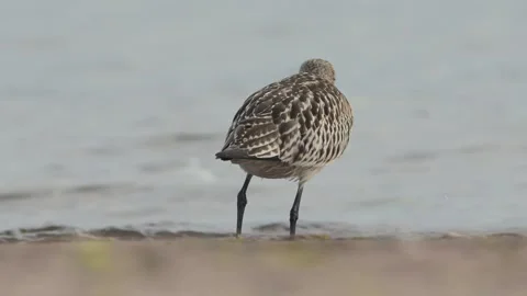 Bar-tailed Godwit, Limosa lapponica, bird feeding on the beach at low tide Stock Footage 250211484