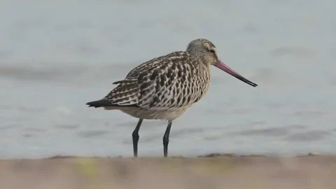 Bar-tailed Godwit, Limosa lapponica, bird feeding on the beach at low tide Stock Footage 250211509