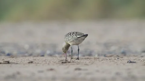 Bar-tailed Godwit, Limosa lapponica, bird feeding on the beach at low tide 库存影片 250240738