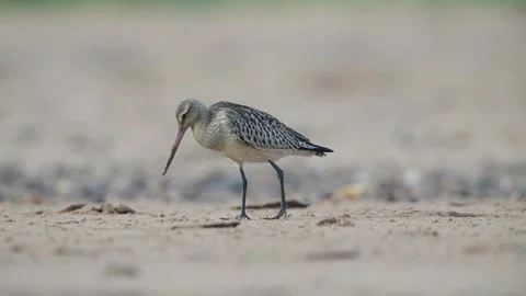 Bar-tailed Godwit, Limosa lapponica, bird feeding on the beach at low tide Stock Footage 250240776