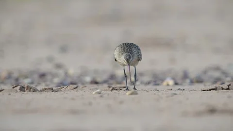 Bar-tailed Godwit, Limosa lapponica, bird feeding on the beach at low tide Stock Footage 250240818