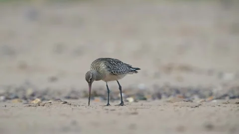 Bar-tailed Godwit, Limosa lapponica, bird feeding on the beach at low tide 動画素材 250240859