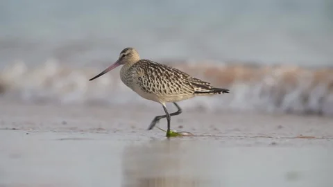 Bar-tailed Godwit, Limosa lapponica, bird feeding on the beach at low tide 库存影片 250240881