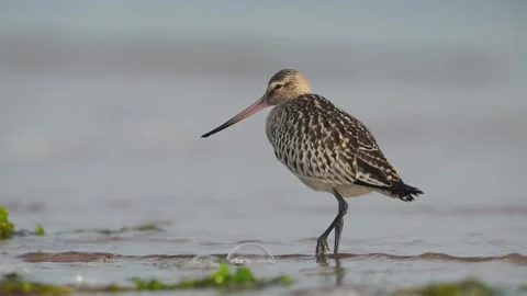 Bar-tailed Godwit, Limosa lapponica, bird feeding on the beach at low tide 動画素材 250244744