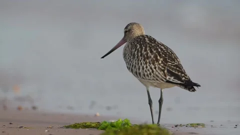 Bar-tailed Godwit, Limosa lapponica, bird feeding on the beach at low tide Stock Footage 250244920