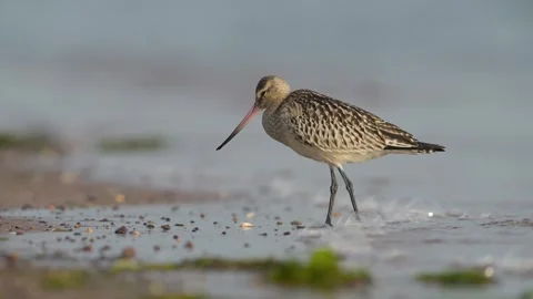 Bar-tailed Godwit, Limosa lapponica, bird feeding on the beach at low tide Stock Footage 250245030