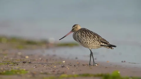 Bar-tailed Godwit, Limosa lapponica, bird feeding on the beach at low tide Stock Footage 250245056