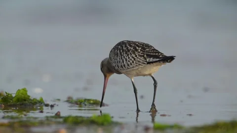 Bar-tailed Godwit, Limosa lapponica, bird feeding on the beach at low tide 動画素材 250245087