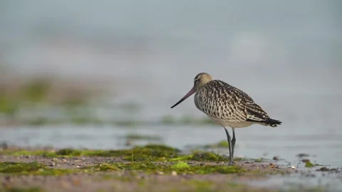 Bar-tailed Godwit, Limosa lapponica, bird feeding on the beach at low tide Stock Footage 250398785