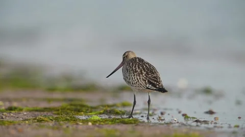 Bar-tailed Godwit, Limosa lapponica, bird feeding on the beach at low tide Stock Footage 250398805