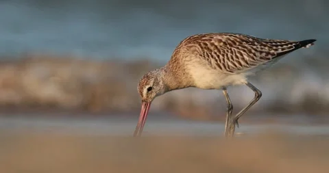 The bar-tailed godwit (Limosa lapponica) Stock Footage 303103533