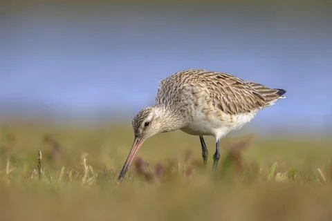 Bar-tailed Godwit, Limosa lapponica, foraging in a green meadow Stock Photos