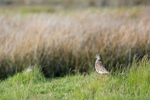 Bar-tailed godwit Stock Photos