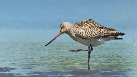 A bar-tailed godwit preening in japan Stock-Footage 346460028