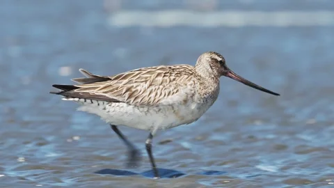 Bar-tailed Godwit running (slow motion) Stock Footage 337620818