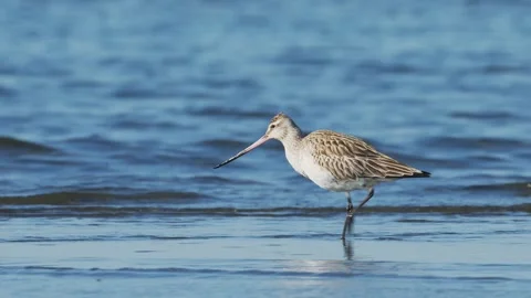 Bar-tailed godwit winter plumage foraging (with sound) Stock Footage 337227675