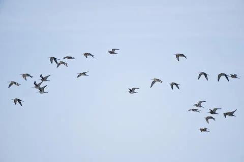 Bar tailed Godwits Limosa lapponica flying flock Coto de Donana Spain Europe Stock Photos
