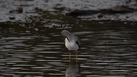Bar-talied Godwit 스톡 동영상 102406261