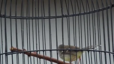 A Bar-winged Prinia bird perching and chirping inside a round metal birdcage Stock Footage 334582629