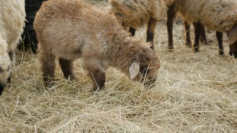 Bar1 Stock Footage 129379144