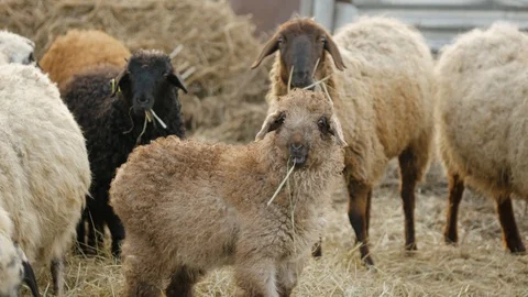 Bar2 Stock Footage 129379084