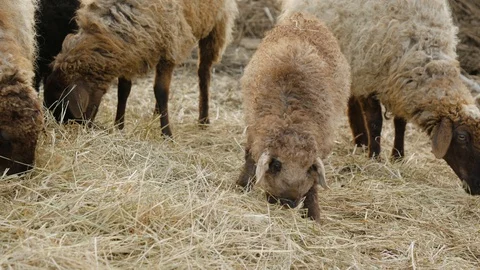 Bar3 Stock Footage 129379512