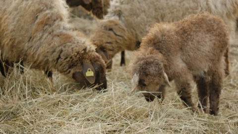 Bar4 Stock Footage 129379353