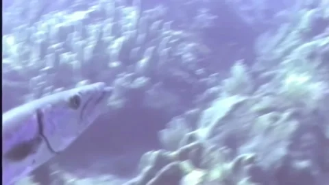 BARACUDA 1 Stock Footage 306531836