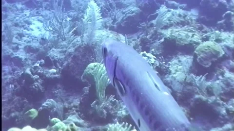 BARACUDA 2 Stock Footage 306496564