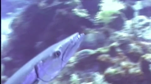 BARACUDA 3 Stock Footage 306532227
