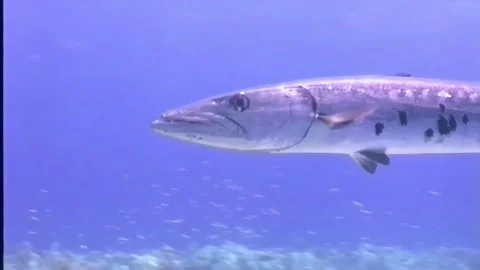 BARACUDA 4 Stock Footage 306531134