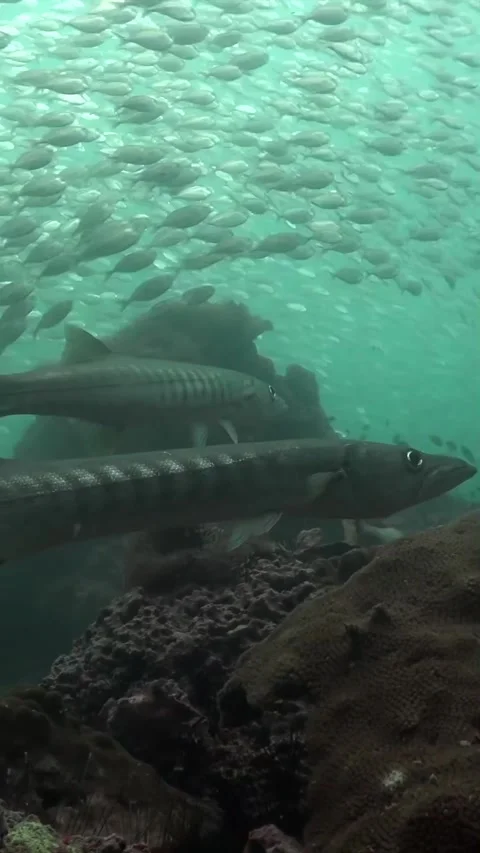 Baracuda fish in the sea Stock Footage 319750479