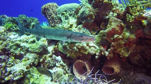 Baracuda small on coral reef Stock Footage 79274431