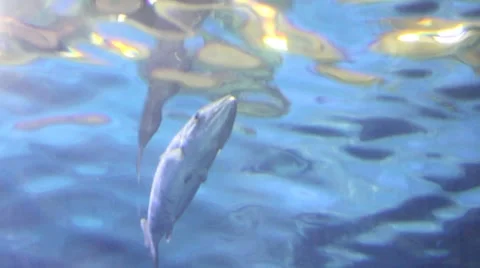 Baracuda1 1 Stock Footage 7753791