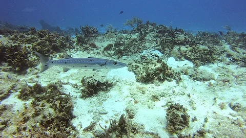 Baracudda Swims Slowly 스톡 동영상 128317172