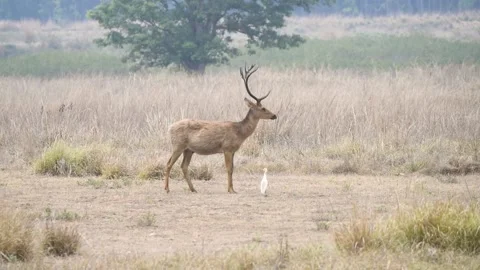 Barasingha and Cattle egret Stock Footage 205887489