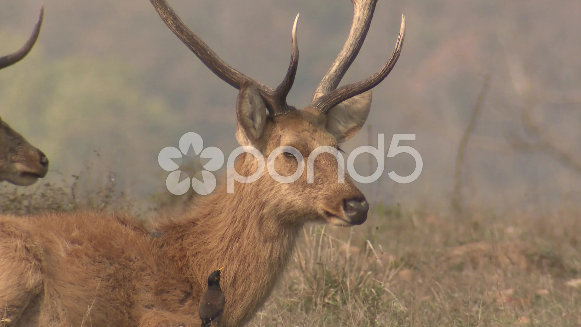 Barasingha junglee animal PNG photo download | PNG Mark: free HQ png images,  vactor images, background photos