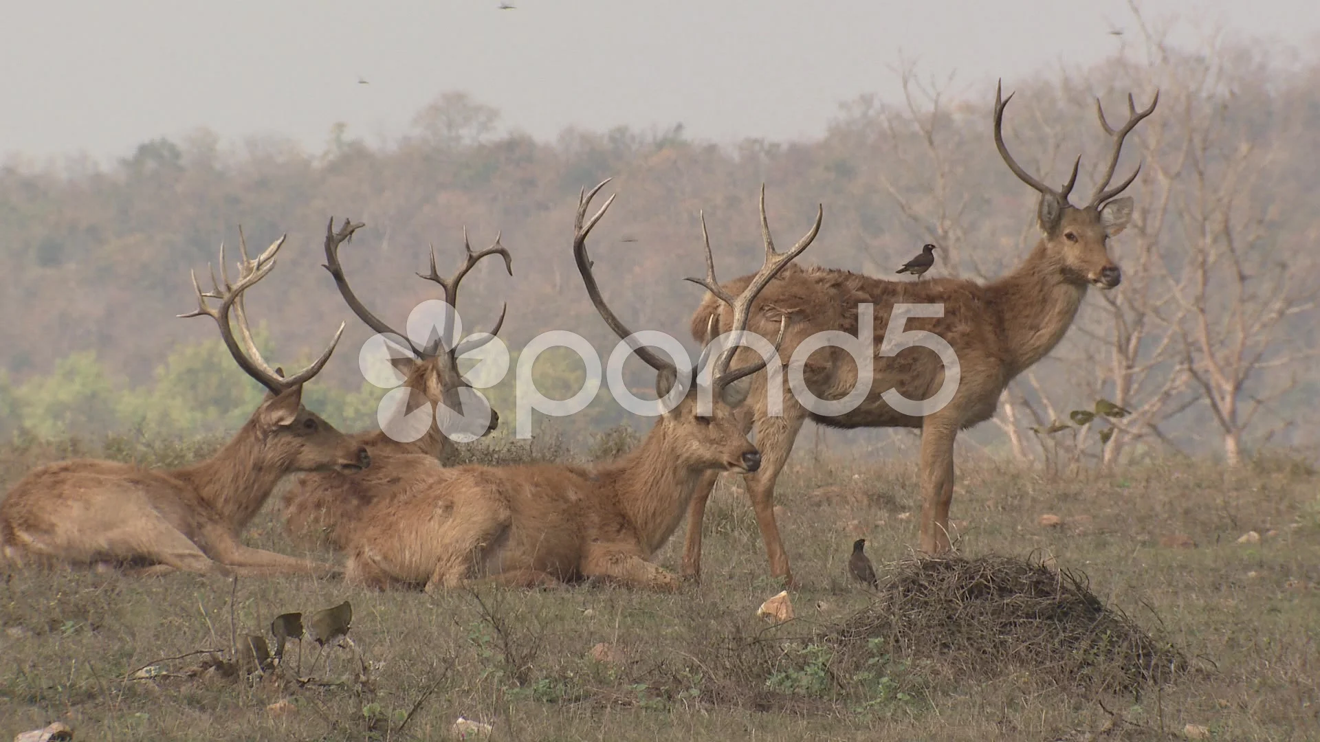 barasingha buck stag male adult footage 043195916 prevstill