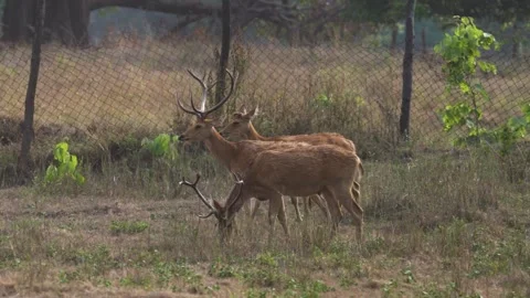 Barasingha deer elegantly walking in Kanha national park Stock Footage 337238813